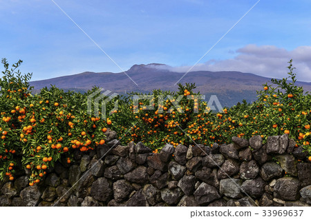 Tangerine, Hallasan, Jeju Island 33969637