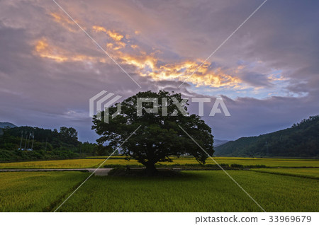 Pungongbyeon，Yongin-ji Zelkova，Boeun-gun，Chungbuk 33969679