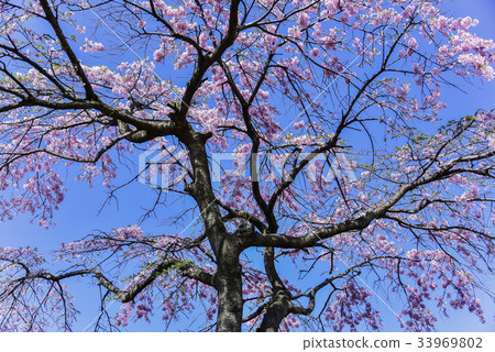 Cherry blossoms, Gyeongpo, Gangneung, Gangwon-do 33969802