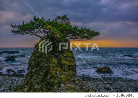 松,慶州,慶北 松,慶州,慶北 33969843