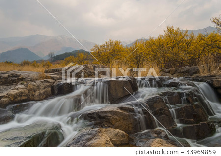 Mountain oil, Shandong, Gurye-gun, Jeonnam 33969859