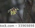 Pungnyeonhwa 33969898