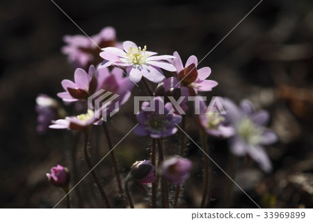hepatica hepatica 33969899