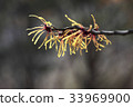Pungnyeonhwa 33969900