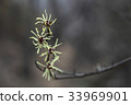 Pungnyeonhwa 33969901