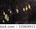 Hieori 33969913