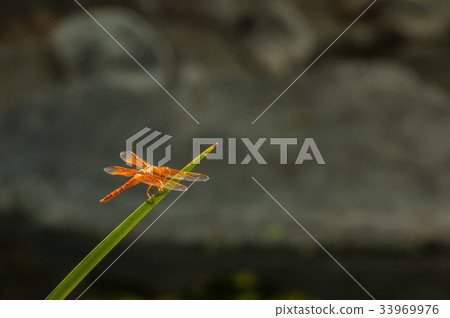 Red dragonfly 33969976