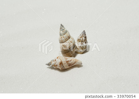 Snail on white sand Snail on white sand 33970054