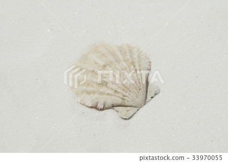 在白色沙子的貝類 33970055