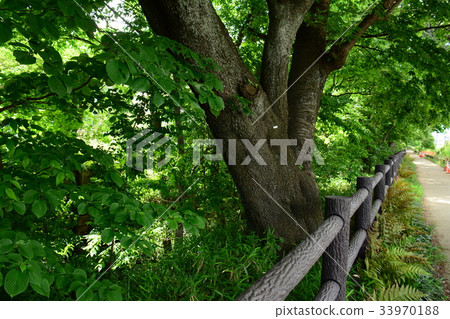 沿Takamaichi-Fujimigaoka附近的Tamagawa Josui Water的長廊 沿Takamaichi-Fujimigaoka附近的Tamagawa Josui Water的長廊 33970188