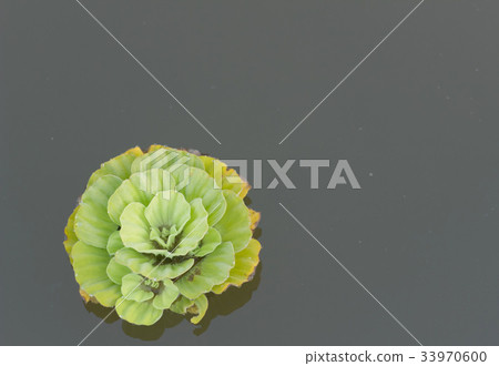 Pistia stratiotes L. Pistia stratiotes L. 33970600
