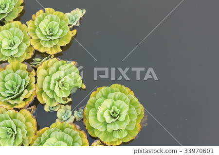 Pistia stratiotes L. 33970601