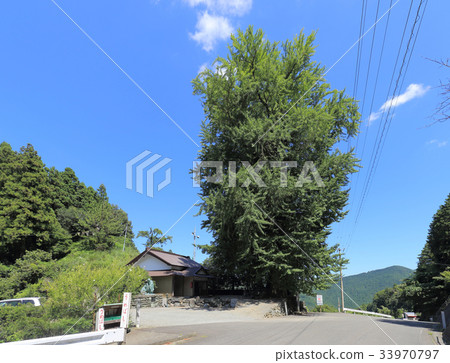 Kane Sugi (A place of Saemon Saburo, the Shikoku Reijo No. 12 No. Fudasho Bashoyamaji Temple extra place) 33970797