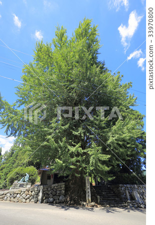 Kane Sugi (A place of Saemon Saburo, the Shikoku Reijo No. 12 No. Fudasho Bashoyamaji Temple extra place) Kane Sugi (A place of Saemon Saburo, the Shikoku Reijo No. 12 No. Fudasho Bashoyamaji Temple extra place) 33970800