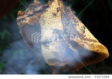 honeycomb honeycomb 33971094