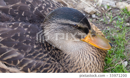 Wild duck (mallard, female) 33971200