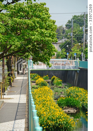 沿著Kanda River Takawell的木板路 - 靠近Fujimigaoka 沿著Kanda River Takawell的木板路 - 靠近Fujimigaoka 33971269