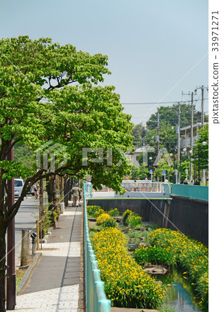 沿著Kanda River Takawell的木板路 - 靠近Fujimigaoka 33971271