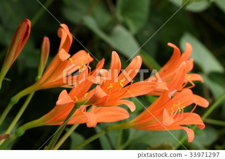 狐狸騎手 狐狸騎手 33971297