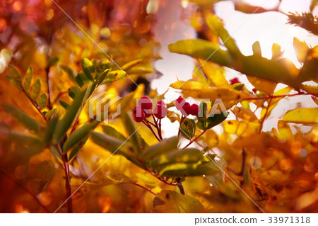 Autumn berries Autumn berries 33971318