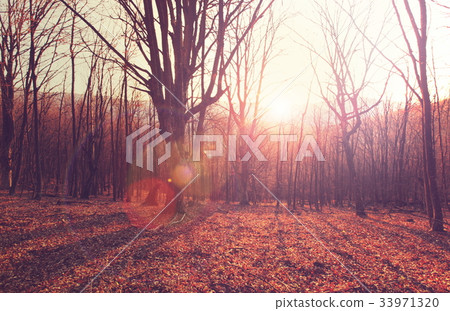 Autumn forest Autumn forest 33971320