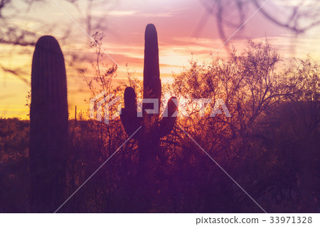 Cactus Cactus 33971328