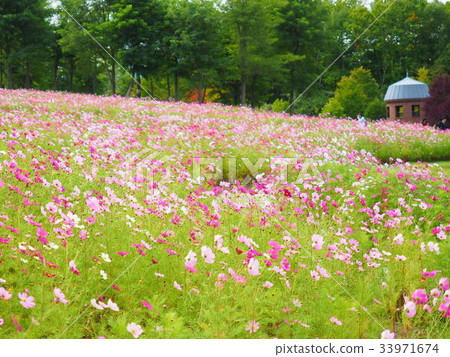 Cosmos field Cosmos field 33971674