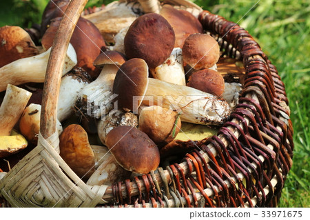 Basket full of fresh boletus mushrooms in forest Basket full of fresh boletus mushrooms in forest 33971675