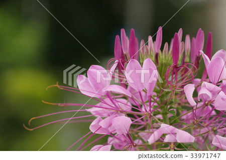  白花菜 33971747