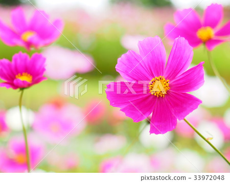 Cosmos 33972048