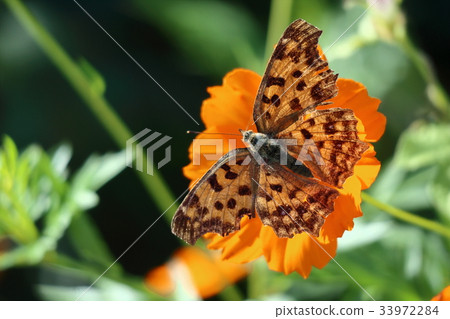 宇宙和基塔 33972284