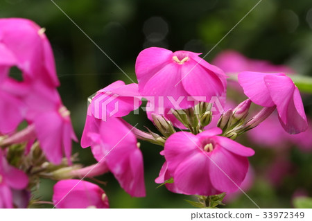 宿根福祿考 33972349