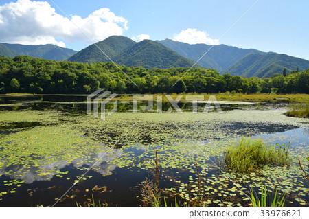 Beautiful aquatic plants in Kannonnuma Beautiful aquatic plants in Kannonnuma 33976621