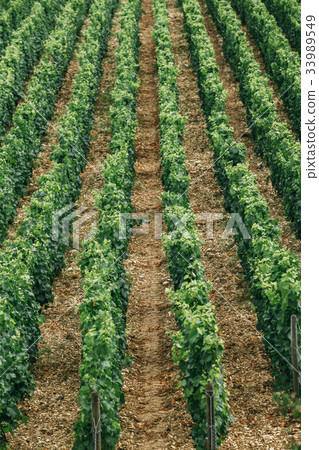 rows of grapes in field rows of grapes in field 33989549