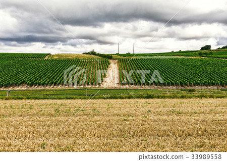 Grapes planted in rows Grapes planted in rows 33989558