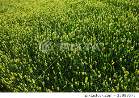 Han River Park, Rice 33989575