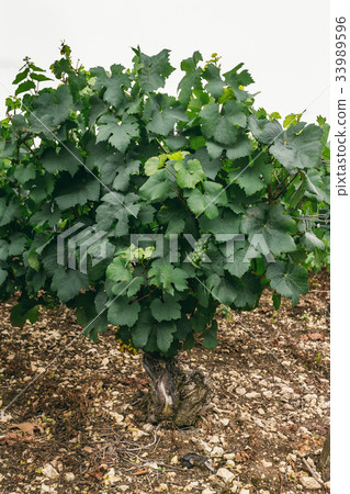 Grape bush in the field, growing grapes in France 33989596