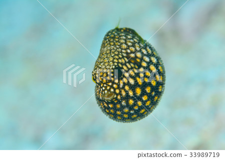 Mizolevugu Mizolevugu 33989719