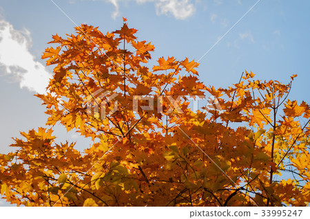 Autumn maple tree with colorful bright orange 33995247