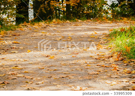 Close-up of forest trail. Road with many fallen 33995309