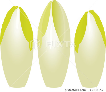 菊苣根 菊苣根 33998157