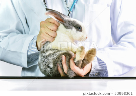 How to hold the rabbit pet correctly. 33998361