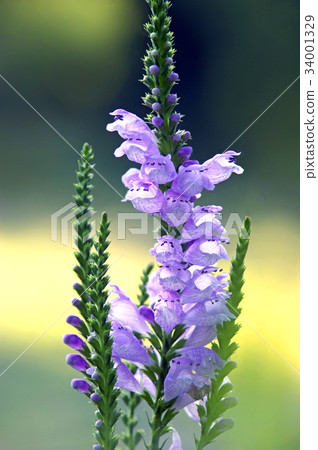 Kctrano Kctrano 34001329