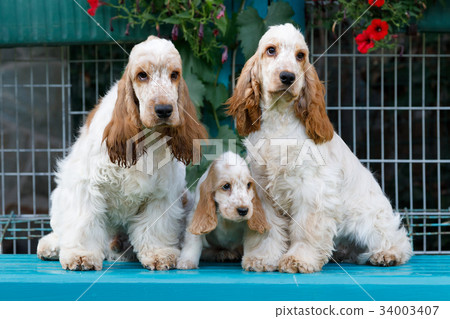 purebred English Cocker Spaniel with puppy 34003407