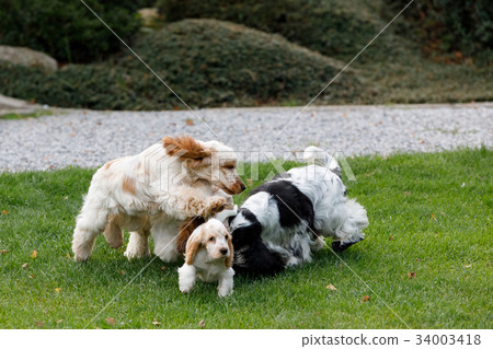 purebred English Cocker Spaniel with puppy purebred English Cocker Spaniel with puppy 34003418