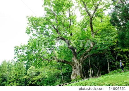 Oikuri Yamagata Prefecture of Oiizawa 34006861