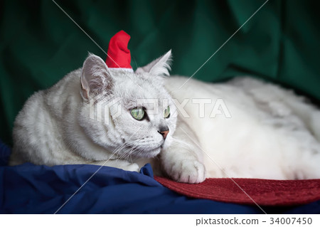 Beautiful Big respectable lazy, silver british cat 34007450