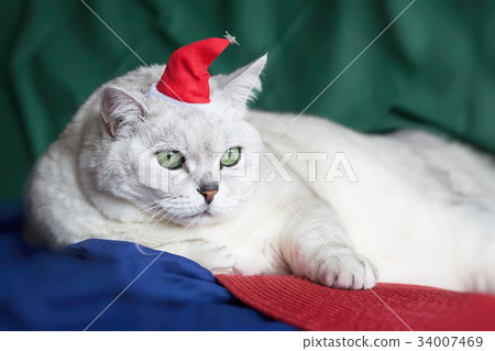 Close-up beautiful , light shade British cat with Close-up beautiful , light shade British cat with 34007469