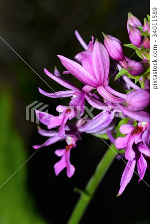Natsuebine Natsuebine 34011589