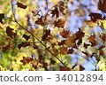 Autumn leaves 34012894